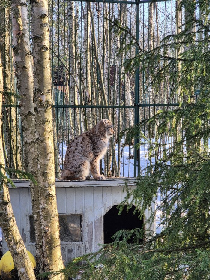 Новости из Дома Тигра!