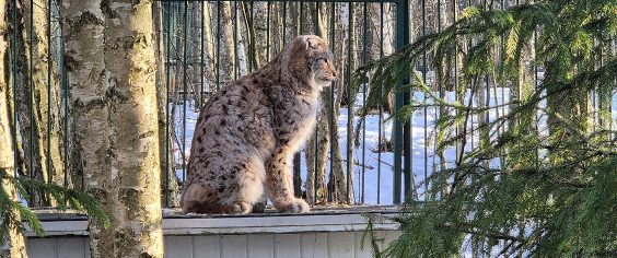 Новости из Дома Тигра!