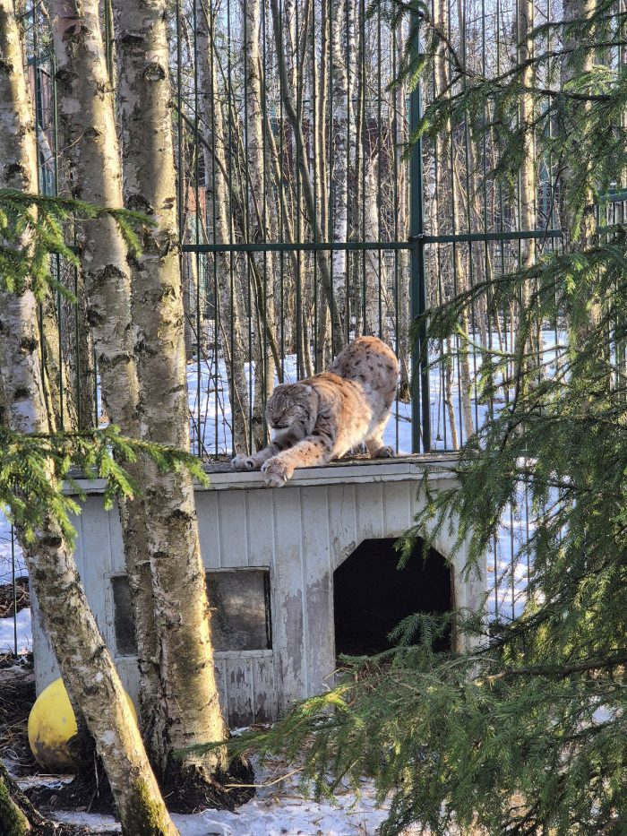 Новости из Дома Тигра!