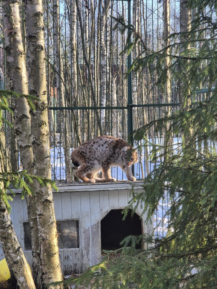 Новости из Дома Тигра!