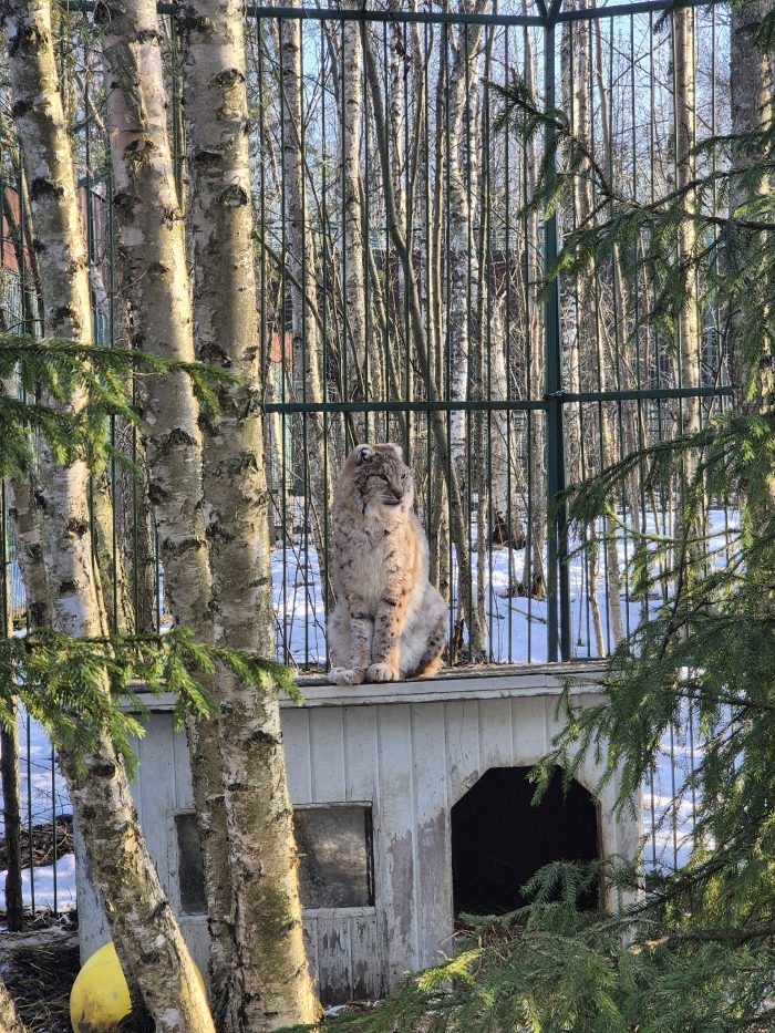 Новости из Дома Тигра!