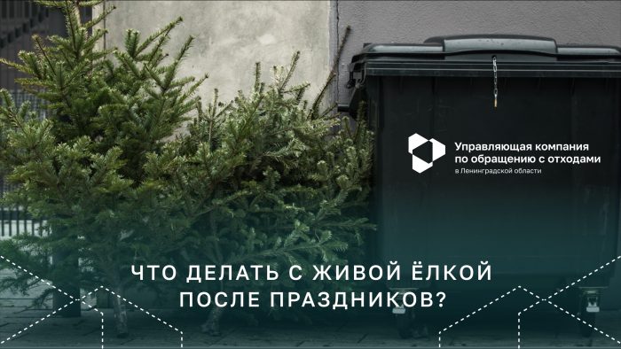 Что делать с живой ёлкой после новогодних праздников?