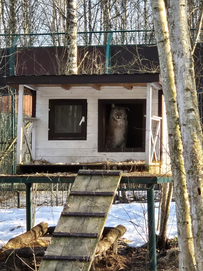 Новости из Дома Тигра!