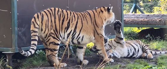 А как там поживает наша Лада?